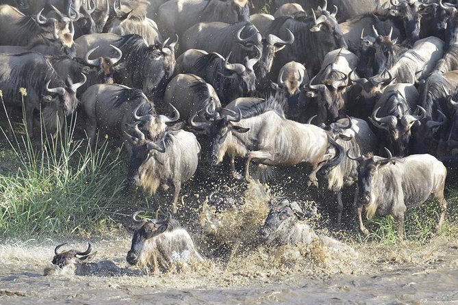 Great Migration Safari In Tanzania - Day 3: Crossing the Ngorongoro Conservation Area to northern Serengeti