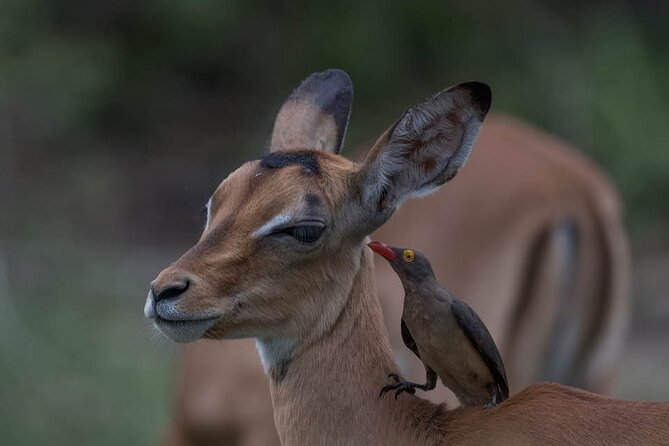 Great Migration Safari In Tanzania - Day 2: Tarangire and its elephant country