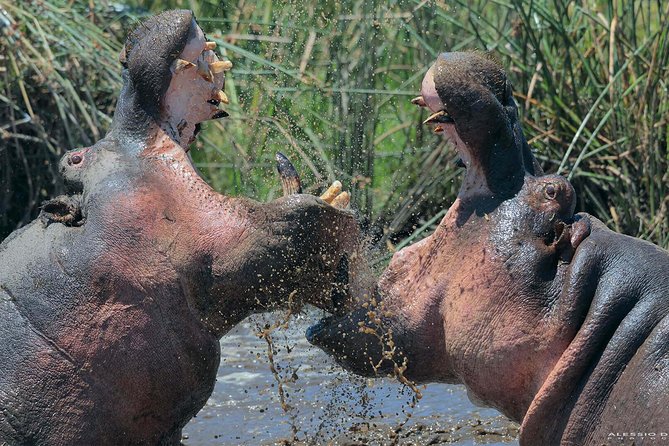 Group Safari 7 Days in Tanzania's Main Parks - A seven-day route through Tanzania’s best-known parks