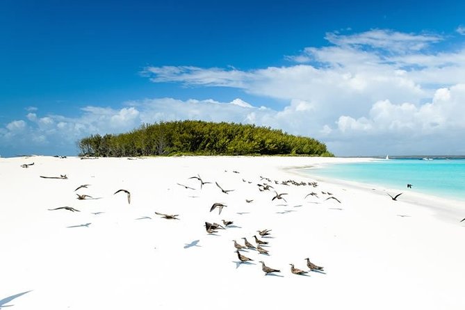 Half-Day Dolphin & Snorkeling Tour in Mnemba Island Zanzibar - The 8:00 a.m. hotel pickup
