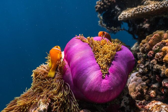 Half-Day Dolphin & Snorkeling Tour in Mnemba Island Zanzibar - Coral, fish, and the best part of the morning