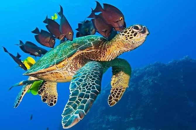 Half-Day Dolphin & Snorkeling Tour in Mnemba Island Zanzibar - Guides, boat handling, and the private format