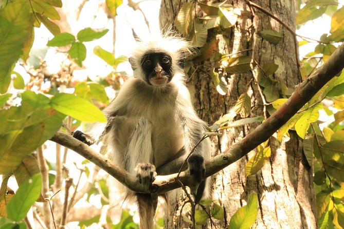 Half-Day Private Jozani Chwaka Bay Forest Tour in Zanzibar - Meeting the Red Colobus Monkeys