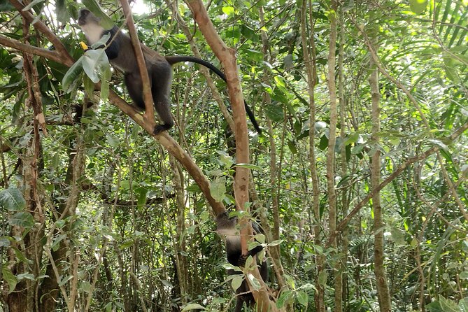 Half-Day Private Jozani Chwaka Bay Forest Tour in Zanzibar - What the Private Format Really Gives You