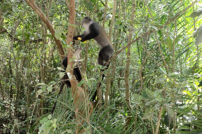 Half-Day Private Jozani Chwaka Bay Forest Tour in Zanzibar - Timing the Experience Around Your Zanzibar Plans