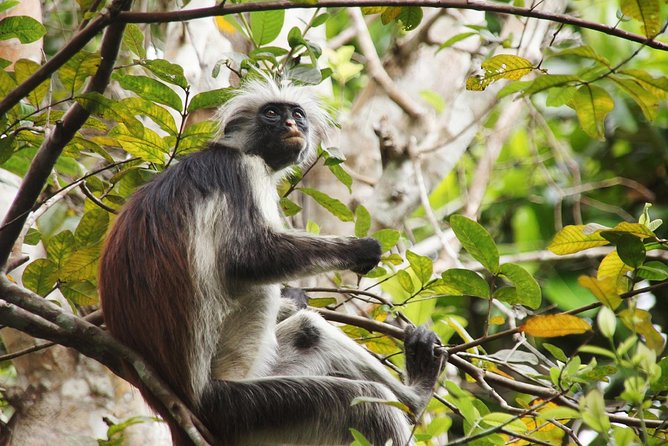 Half-Day Private Jozani Chwaka Bay Forest Tour in Zanzibar - What Is Included for $55