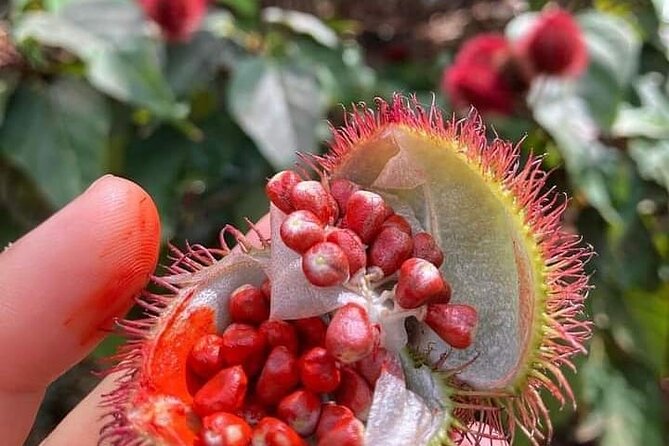 Half-Day Private Spice Tour in Kizimbani Farms, Zanzibar - Key points at a glance