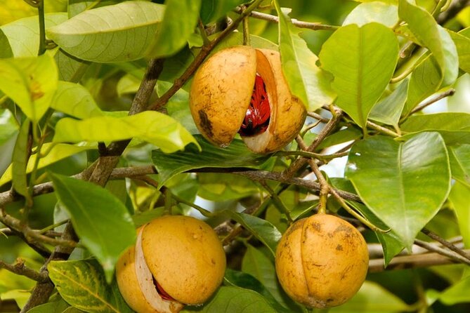 Half-Day Private Spice Tour in Kizimbani Farms, Zanzibar - The drive through Zanzibar’s rural side