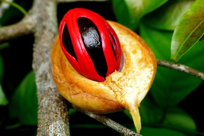 Half-Day Private Spice Tour in Kizimbani Farms, Zanzibar - Kidichi village and the island’s spice culture