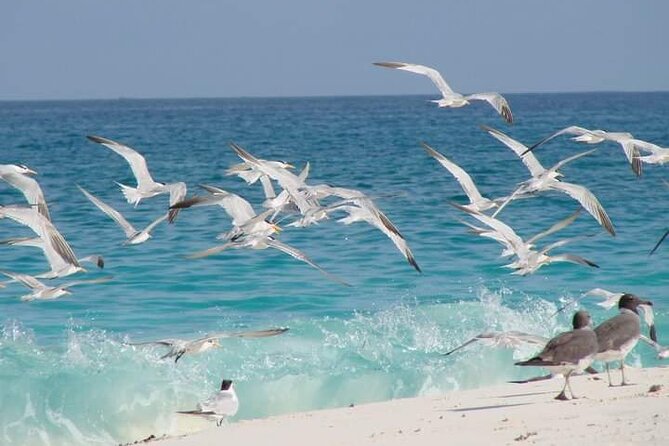 Half Day Zanzibar Mnemba Atoll Marine Reserve Snorkeling Tour - Handling the mixed service record
