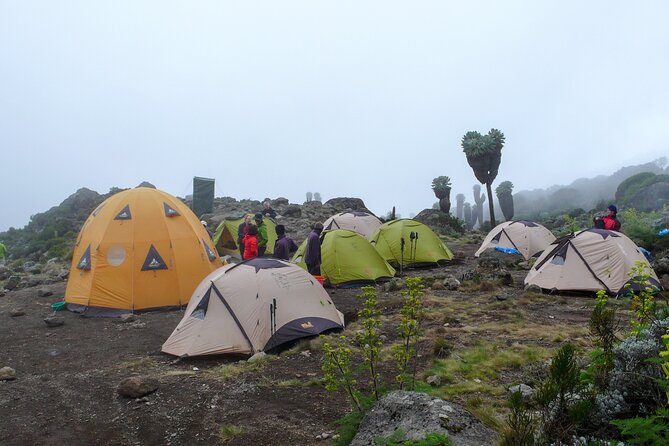 Hiking Mt Kilimanjaro 7 days scenic route & moderate challenge - Day 7: Mweka celebration and the return to the gate