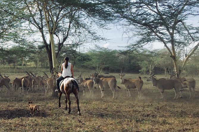 Horse safaris in Tanzania - Morning or afternoon: choosing the better ride