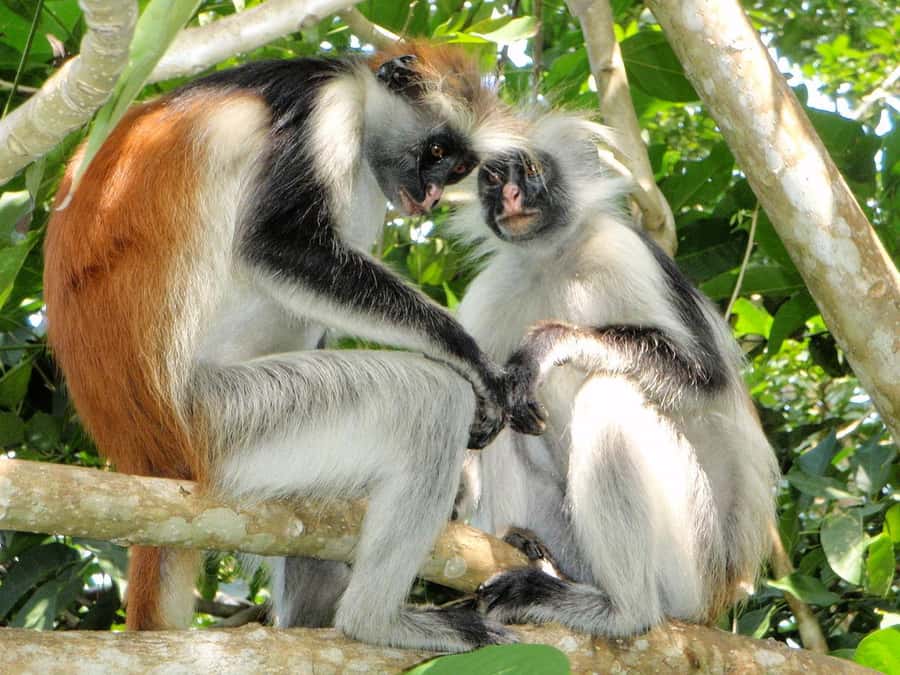 Joazani forest & Spice farm with lunch - Meeting Zanzibar’s red colobus monkeys
