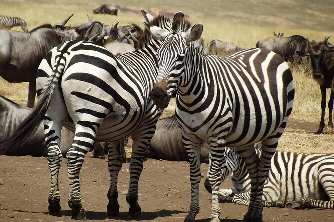 Joining Safari from Mwanza - Why this Mwanza safari deserves a closer look