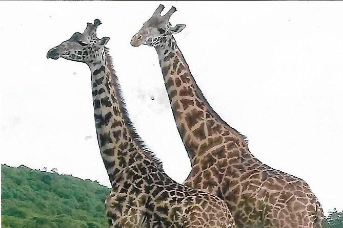 Joining Safari from Mwanza - Starting at Mwanza Airport and heading toward the Serengeti