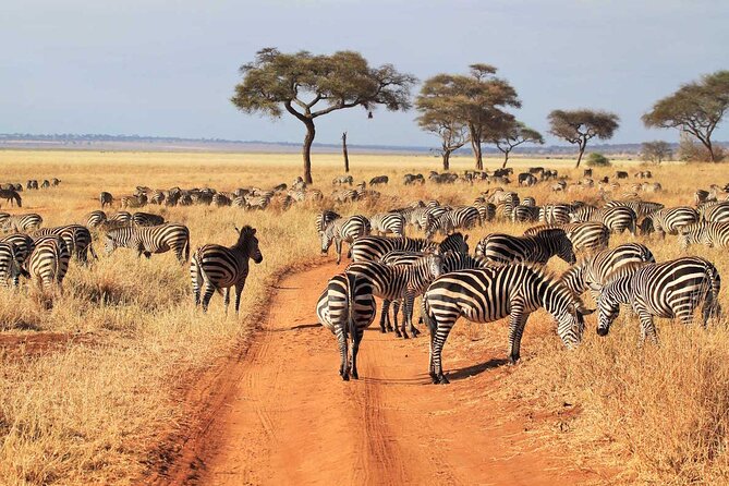 Joining Safari from Mwanza - The last morning: night-active animals and sunrise