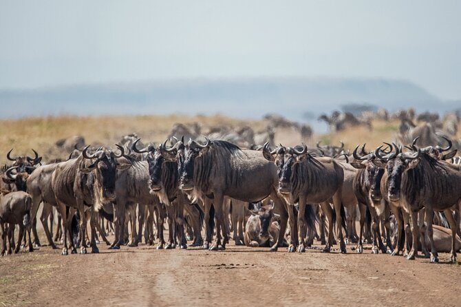 Joining Safari from Mwanza - Camping, lodge upgrades, and the real value of $920