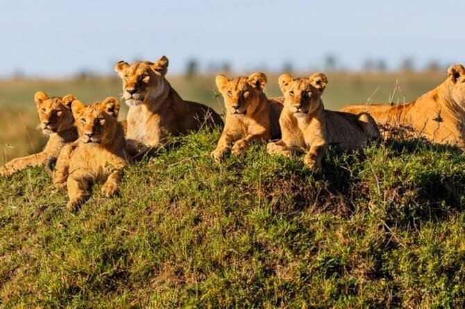 Joining Safari from Mwanza - The western Serengeti drive: hippos, crocodiles, and open country