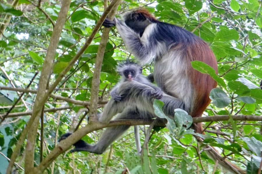 Jozani Forest, kuza cave and mtende beach - Booking, cancellation, and language details