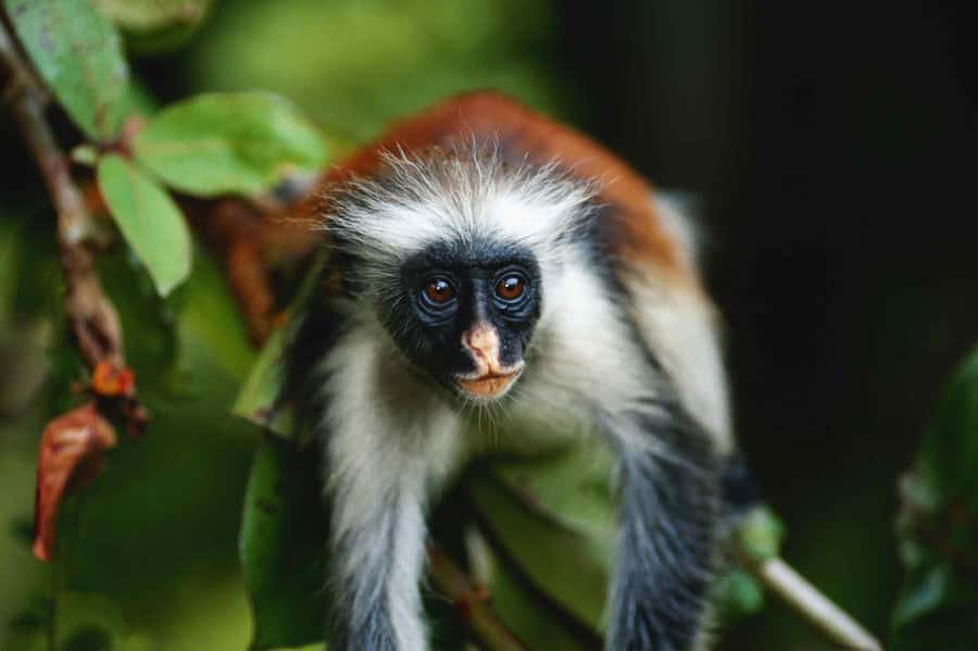 Jozani Forest, kuza cave and mtende beach - The mangrove bridge adds a wetland stop