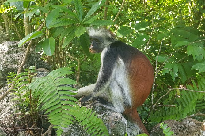 Jozani Forest, Kuza Cave, Paje Beach and The Rock Restaurant - What to pack for the forest, cave and beach