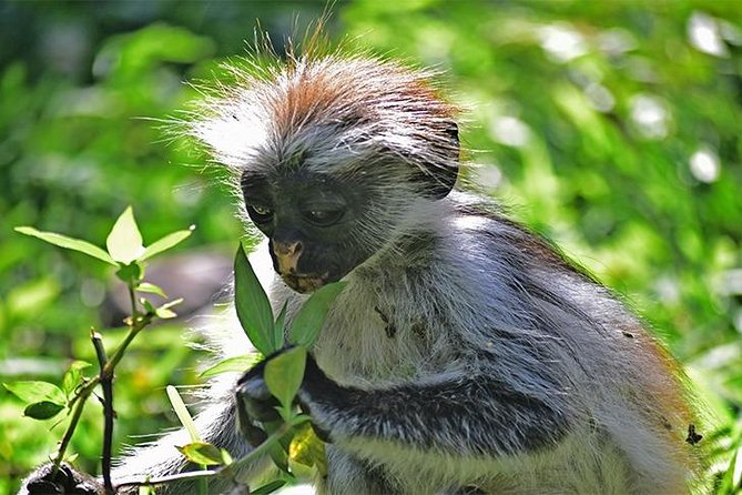 Jozani Forest Reserve Half-Day Guided Tour from Zanzibar - Why Jozani Forest matters on Zanzibar