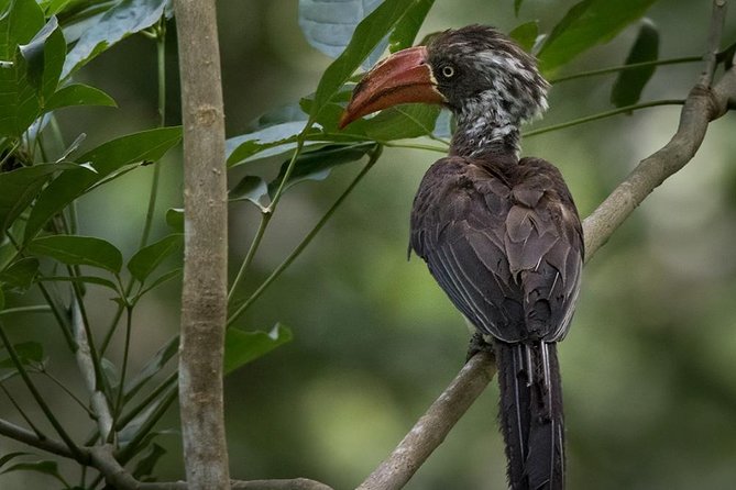 Jozani Forest Reserve Half-Day Guided Tour from Zanzibar - Finding Zanzibar’s red colobus monkeys