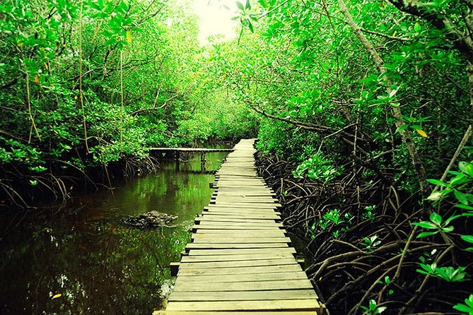 Jozani Forest Reserve Half-Day Guided Tour from Zanzibar - A private tour with a personal guide