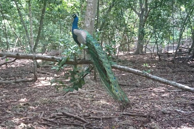 Jozani Forest Reserve Half-Day Guided Tour from Zanzibar - Is $115 a fair price?