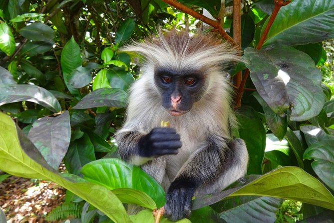 Jozani Forest Reserve Half-Day Guided Tour from Zanzibar - Morning or afternoon departure?