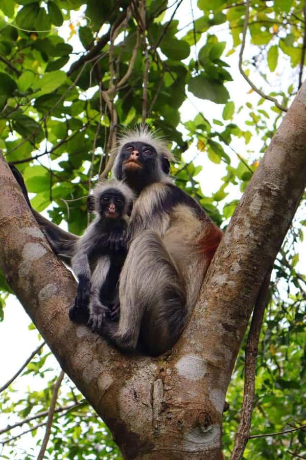 Jozani Forest, Sea Turtles, Blue Lagoon, Starfish & The Rock - Key points to know before booking