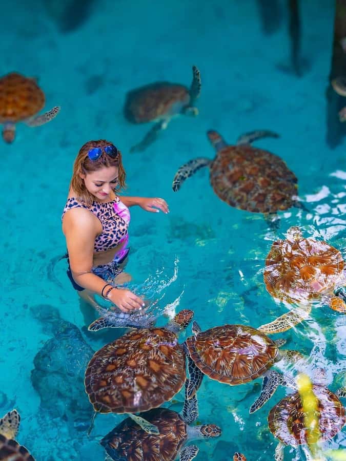 Jozani Forest, Sea Turtles, Blue Lagoon, Starfish & The Rock - A busy Zanzibar day with four very different stops