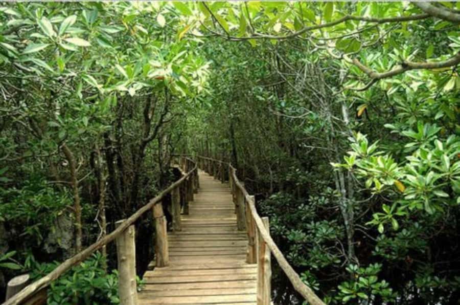 Jozani Forest, Sea Turtles, Blue Lagoon, Starfish & The Rock - Who will enjoy this tour most
