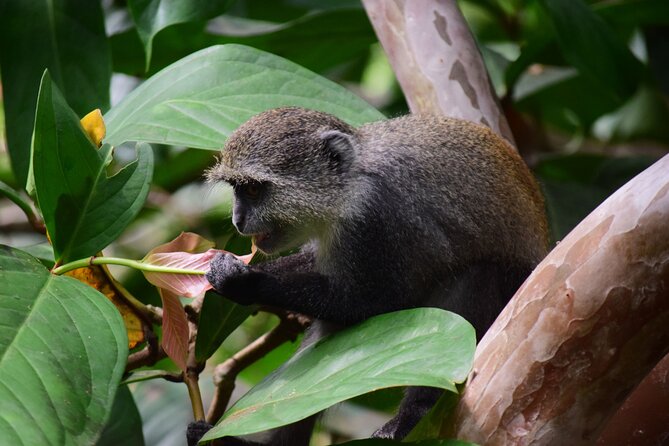 Jozani Forest Tour - Is $107.70 per person fair?