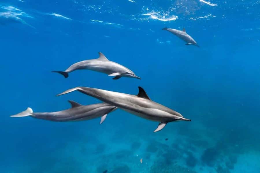 Jozani Forest Tour, Kuza Cave Tour, Paje Beach, The Rock - Key points to know before booking