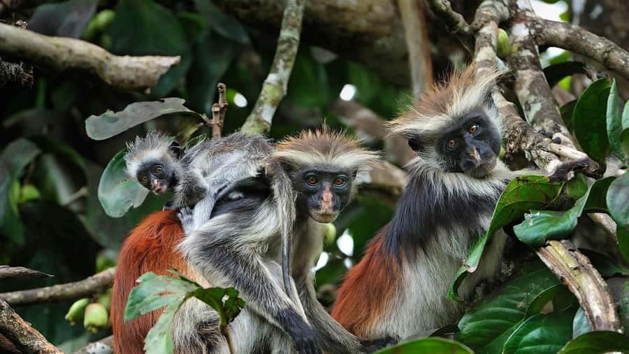 Jozani Forest Tour, Salaam Cave Tour, The Rock, Kuza Cave - Should you book the Jozani, Salaama, The Rock, and Kuza Cave tour?