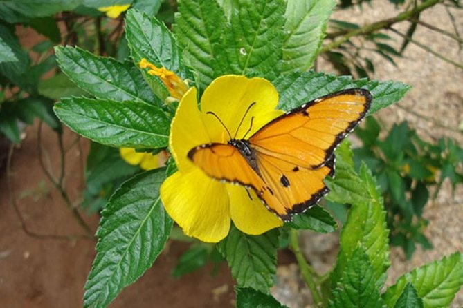 Jozani forest tour + Spice Tour - Walking the hardwood forest and mangrove boardwalk