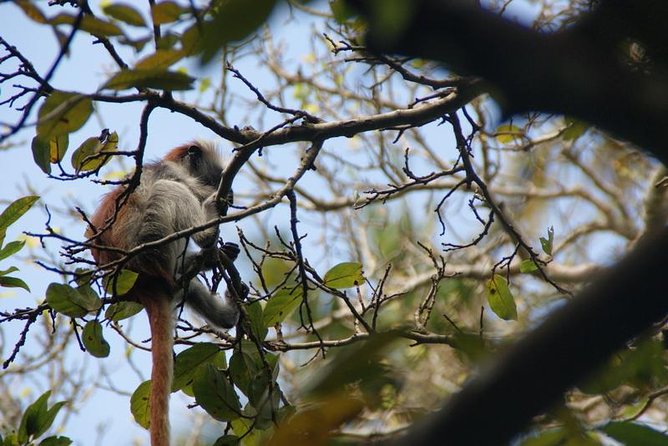 Jozani forest tour + Spice Tour - Private transport makes the half-day easier