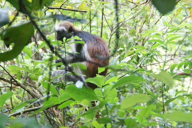 Jozani forest tour + Spice Tour - Language and guide expectations