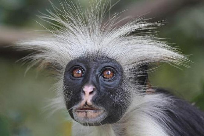 Jozani forest tour + Spice Tour - Who will enjoy this Zanzibar combination?