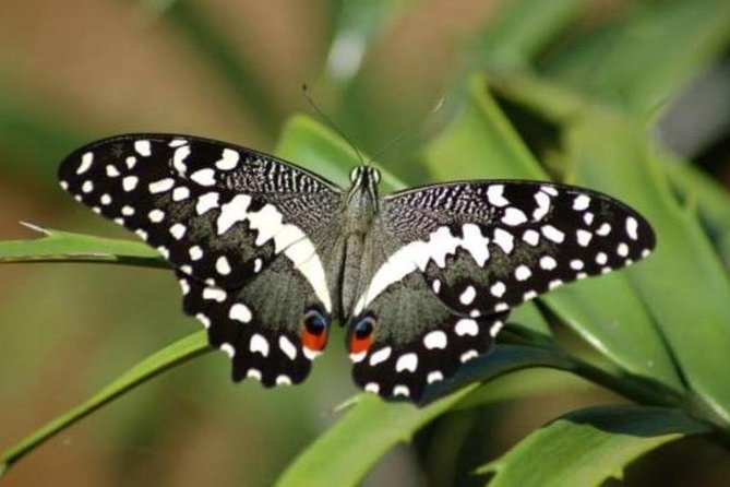 Jozani forest tour + Spice Tour - What happens at Jambo Spice Farm