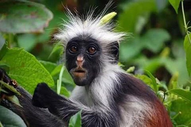 Jozani Forest Tour - Finding the red colobus monkeys