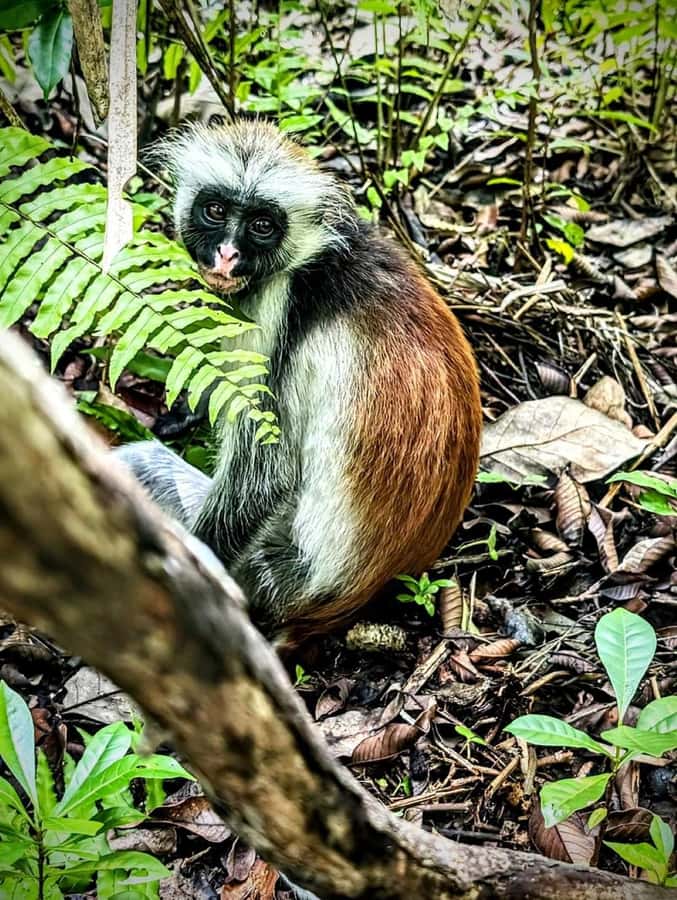 Jozani forest walking tour - Key points to know before booking