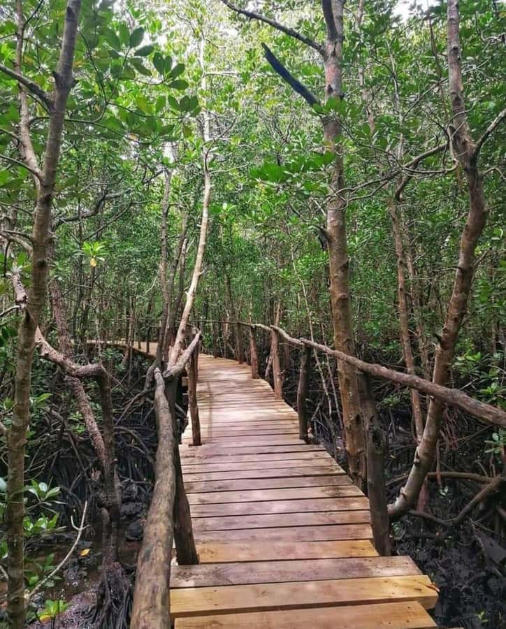 Jozani forest walking tour - What the private format means for your day