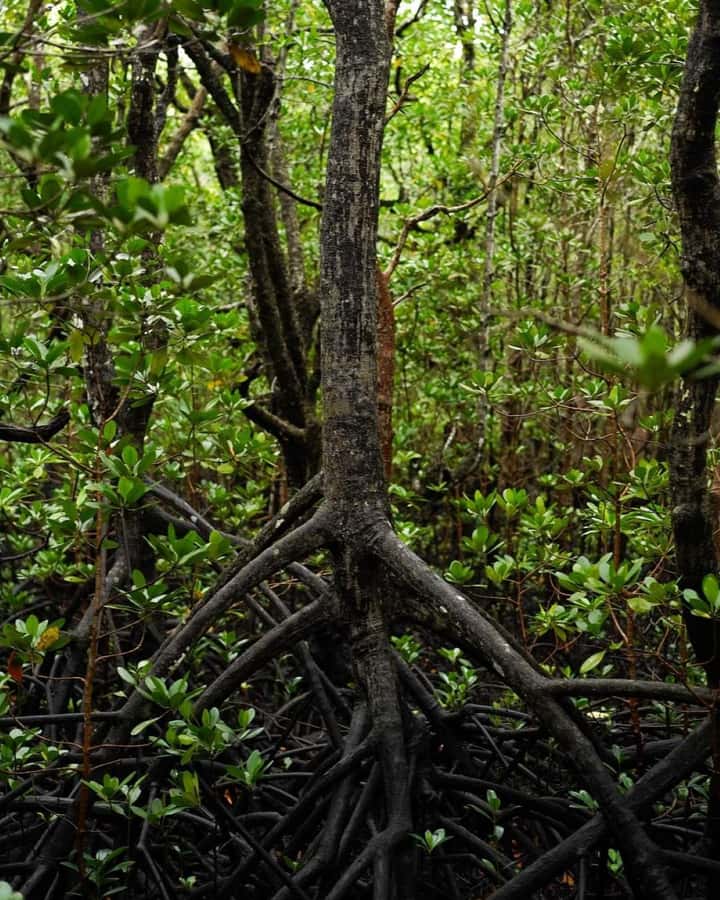 Jozani forest walking tour - Is $100 per person a fair price?
