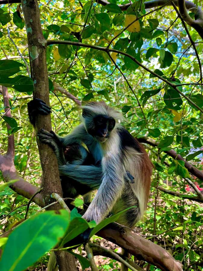 Jozani forest walking tour - Who will enjoy this Jozani Forest tour?
