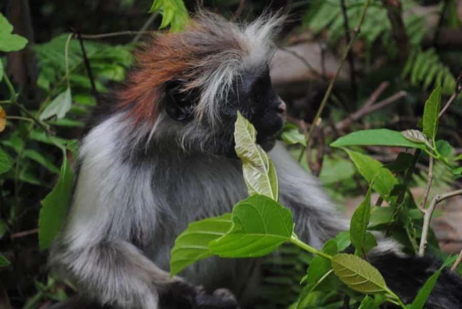 Jozani forest walking tour - A short forest walk with a useful purpose