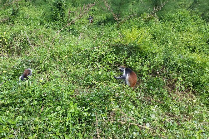 Jozani Forest - More than monkeys: birds, butterflies, and small animals