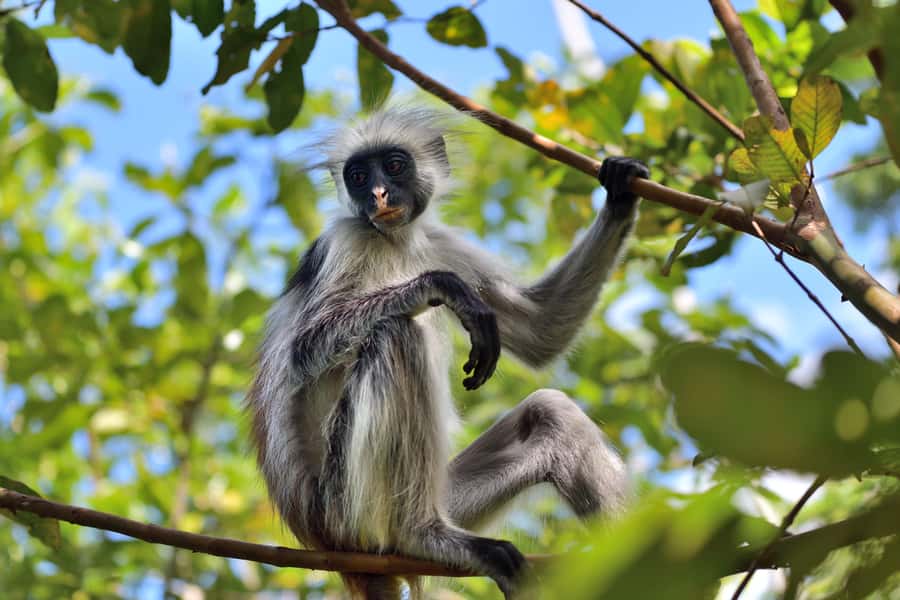 Jozani Monkey Forest & Malum Cave Swimming - Key points to know before you book
