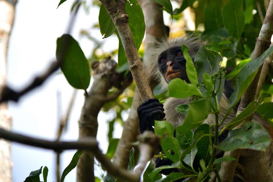 Jozani Monkey Forest & Malum Cave Swimming - Jozani Forest gives the tour its wildlife focus
